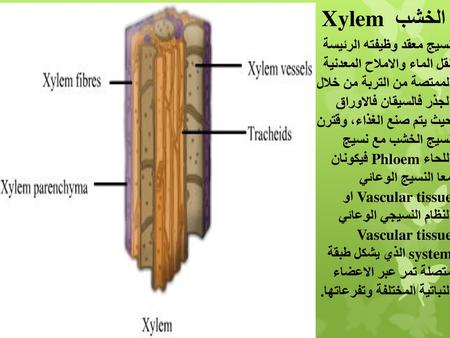 الخشب Xylem نسيج معقد وظيفته الرئيسة نقل الماء والاملاح المعدنية الممتصة من التربة من خلال الجذر فالسيقان فالاوراق حيث يتم صنع الغذاء، وقترن نسيج.