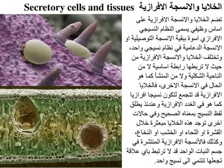 الخلايا والانسجة الافرازية Secretory cells and tissues
