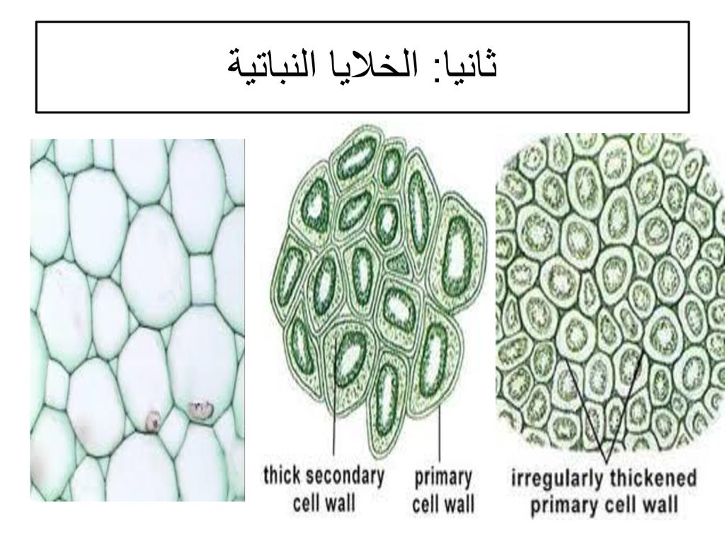 ثانيا: الخلايا النباتية