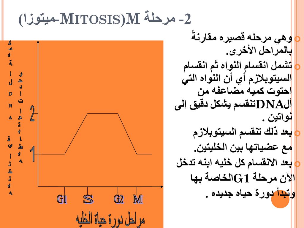 2- مرحلة M(Mitosis-ميتوزا)