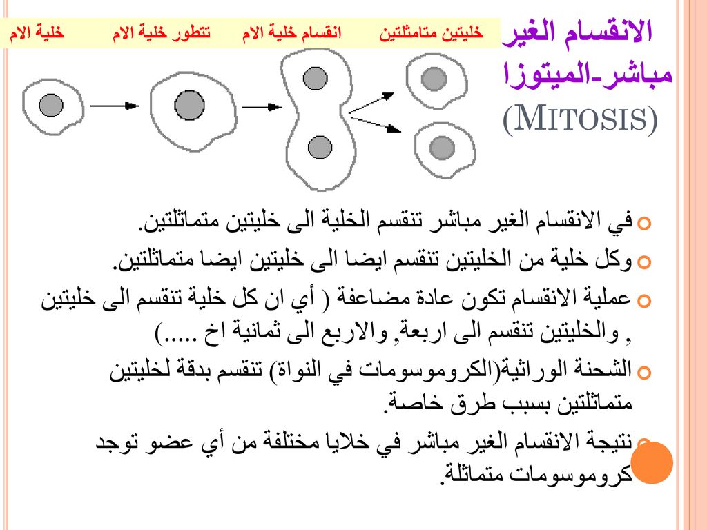 الانقسام الغير مباشر-الميتوزا (Mitosis)