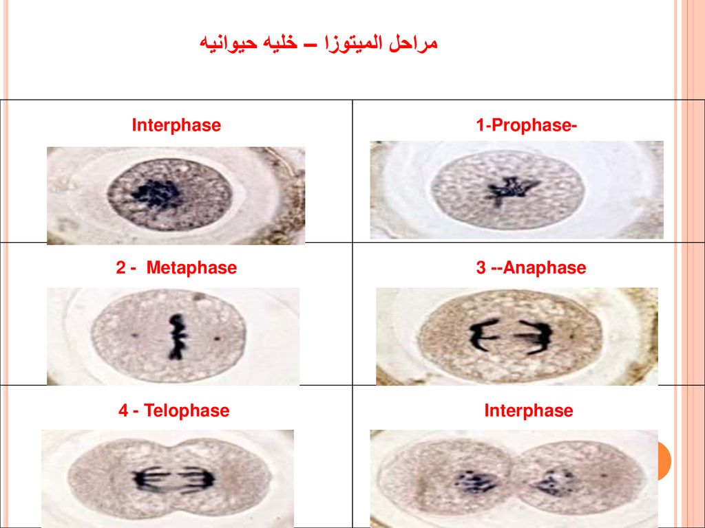 مراحل الميتوزا – خليه حيوانيه