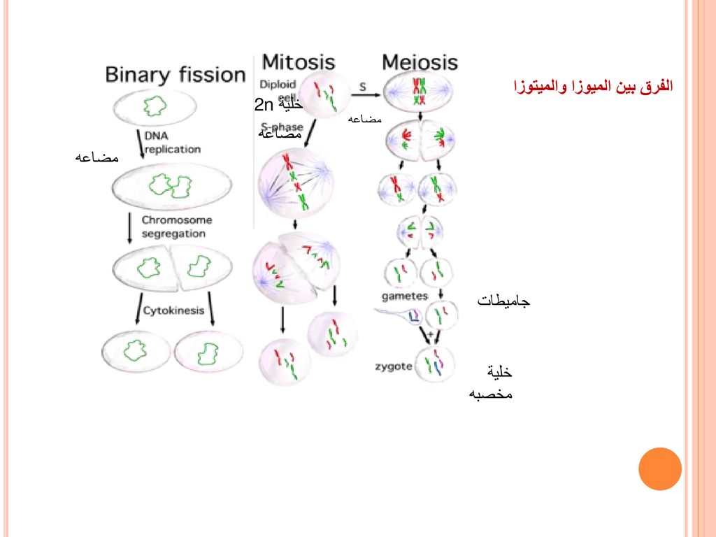 الفرق بين الميوزا والميتوزا خلية 2n