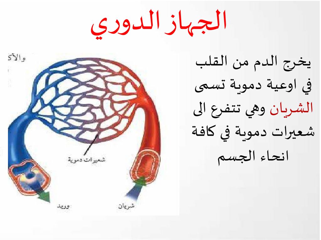 الجهاز الدوري يخرج الدم من القلب في اوعية دموية تسمى الشريان وهي تتفرع الى شعيرات دموية في كافة انحاء الجسم.