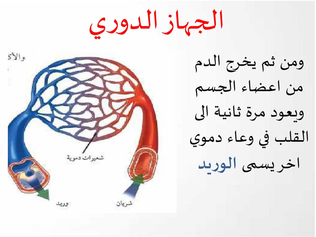 الجهاز الدوري ومن ثم يخرج الدم من اعضاء الجسم ويعود مرة ثانية الى القلب في وعاء دموي اخر يسمى الوريد.