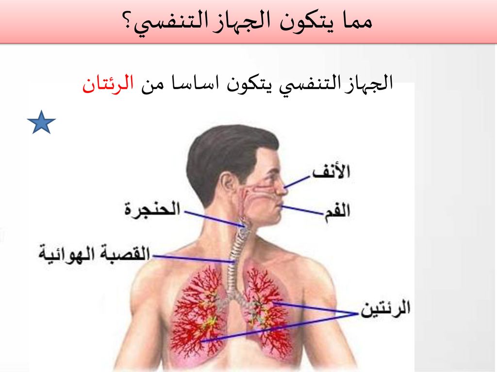 يتكون الجهاز التنفسي من العظام والاوتار والاربطة