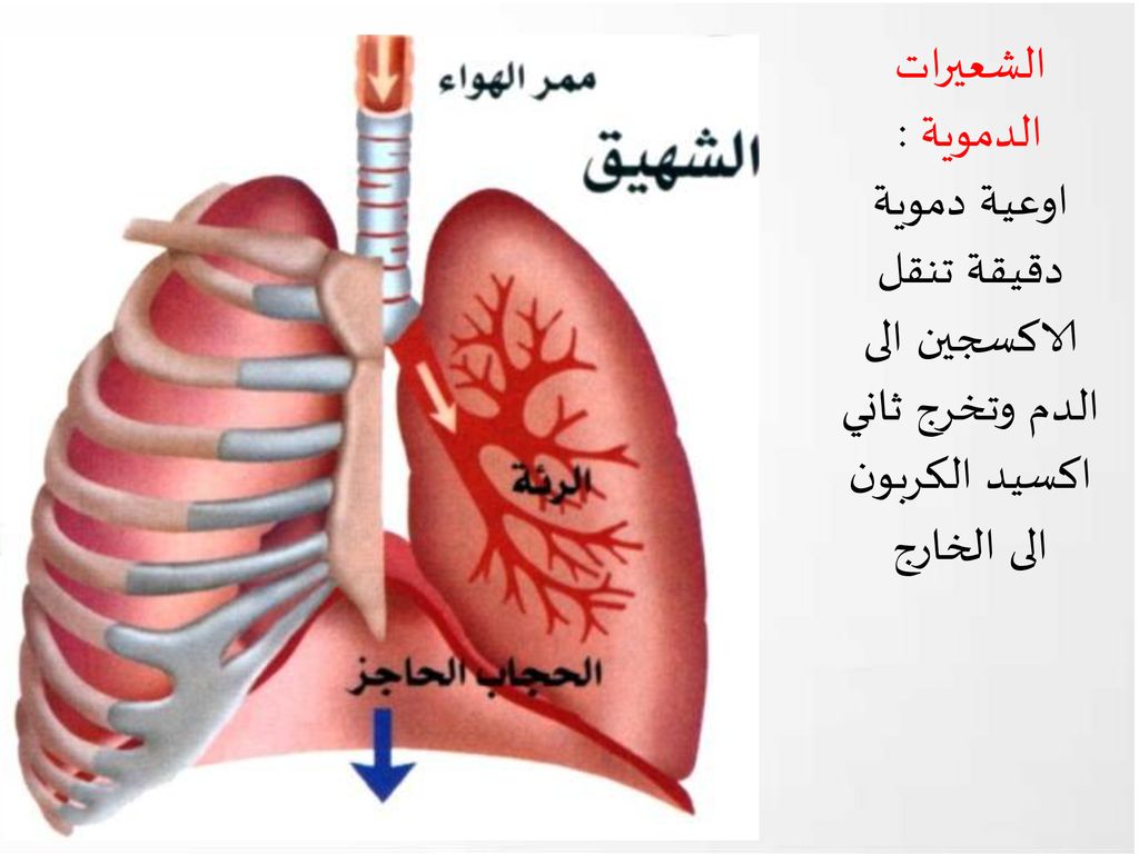 الشعيرات الدموية : اوعية دموية دقيقة تنقل الاكسجين الى الدم وتخرج ثاني اكسيد الكربون الى الخارج