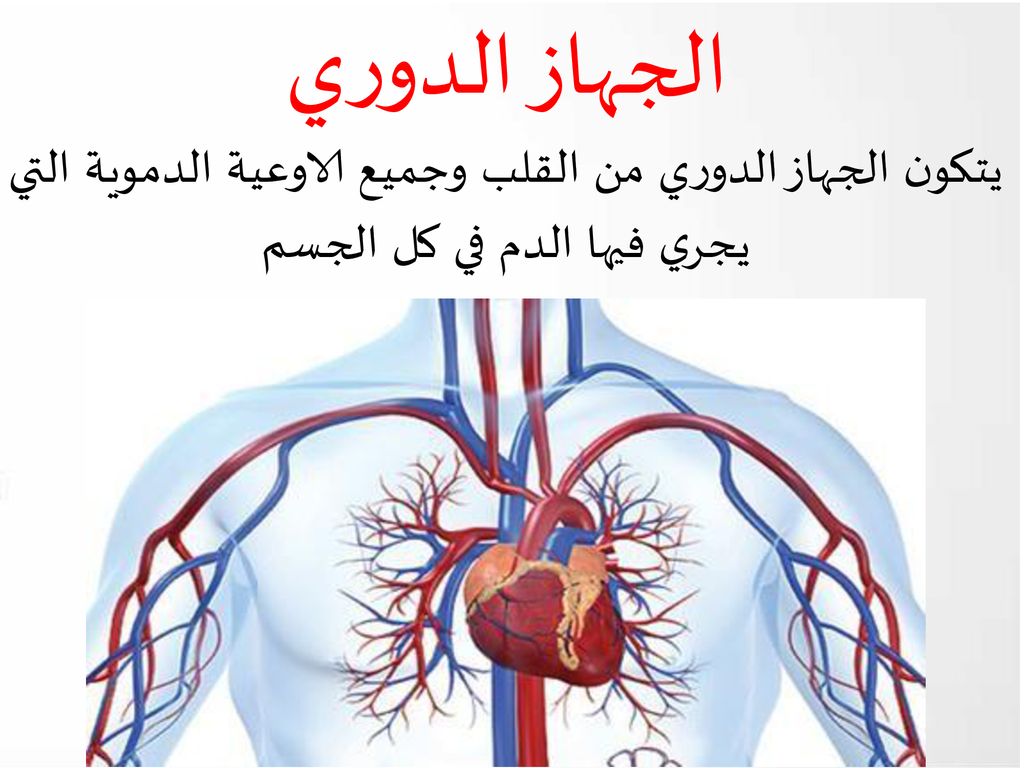 الجهاز الدوري يتكون الجهاز الدوري من القلب وجميع الاوعية الدموية التي يجري فيها الدم في كل الجسم