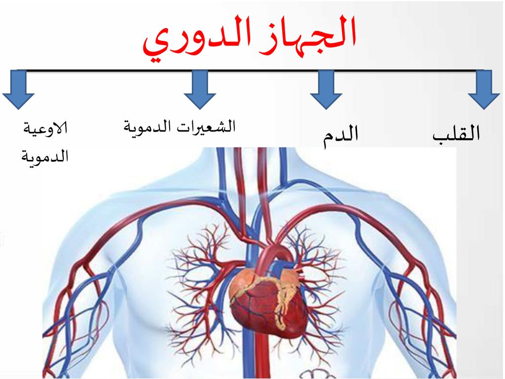 الجهاز الدوري الاوعية الدموية الشعيرات الدموية الدم القلب