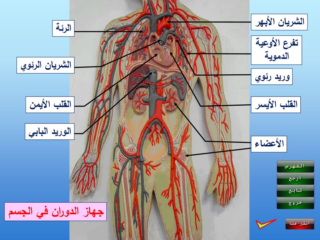 جهاز الدوران في الجسم الشريان الأبهر الرئة تفرع الأوعية الدموية