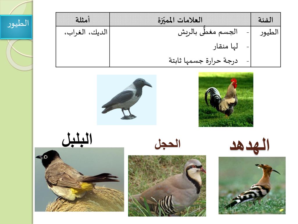 الهدهد البلبل الحجل الطيور الفئة العلامات المميّزة أمثلة الطيور
