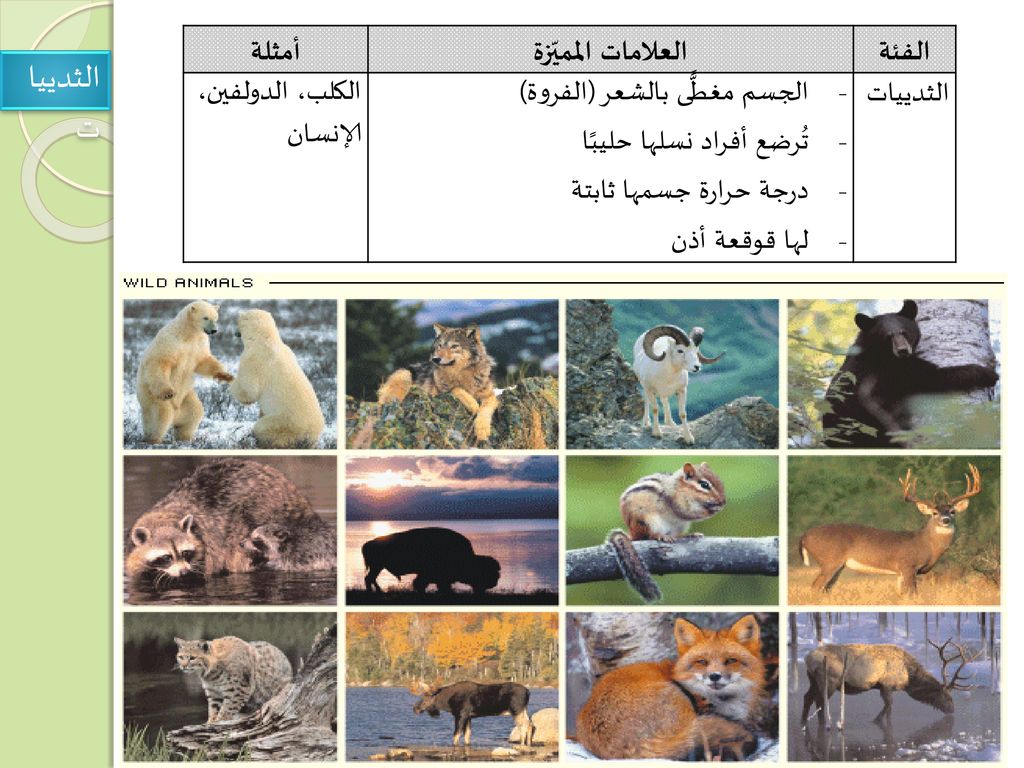 الثدييات الفئة العلامات المميّزة أمثلة الثدييات