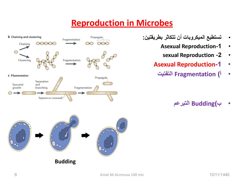 Reproduction in Microbes