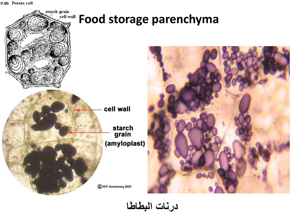 Food storage parenchyma