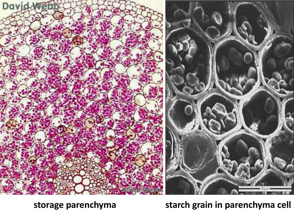 storage parenchyma starch grain in parenchyma cell