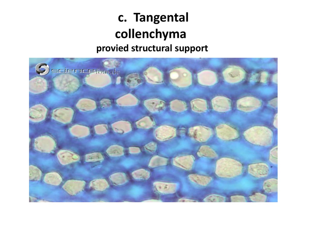 c. Tangental collenchyma provied structural support