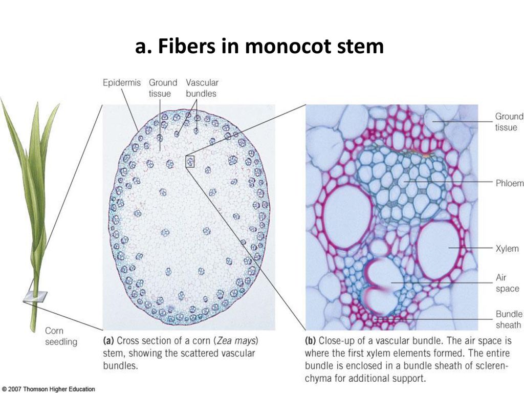 a. Fibers in monocot stem
