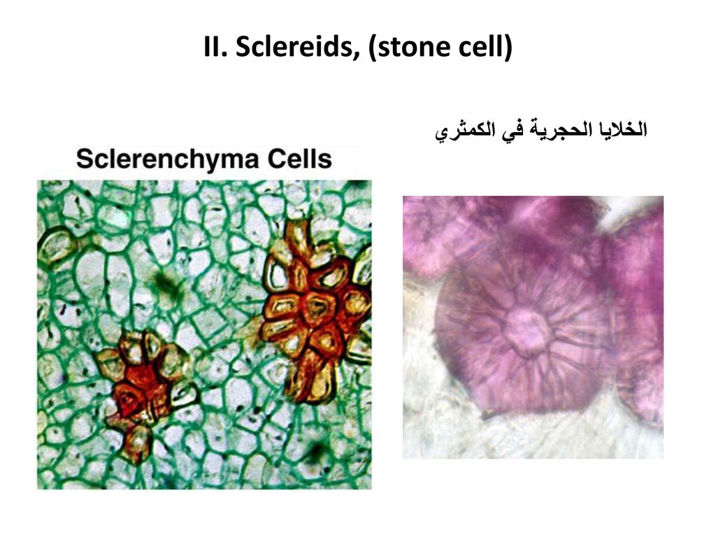 II. Sclereids, (stone cell)