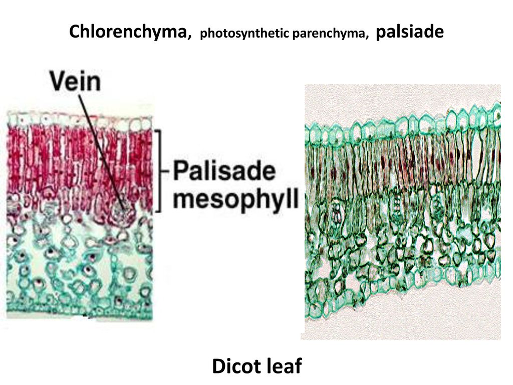 Chlorenchyma, photosynthetic parenchyma, palsiade