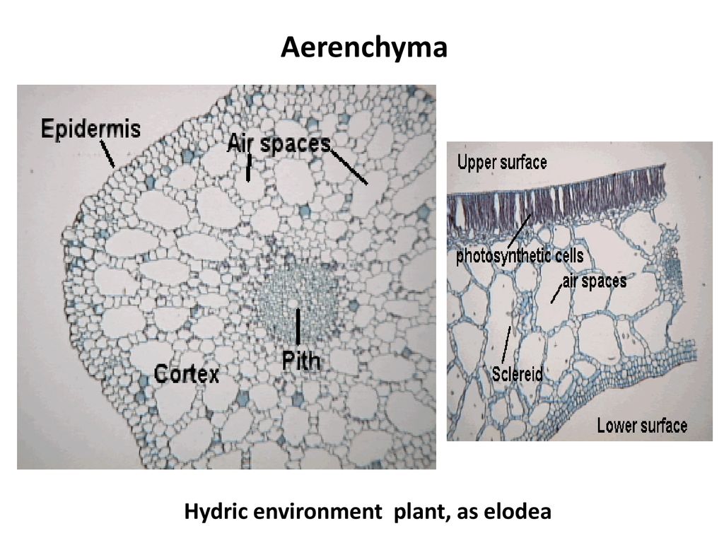 Hydric environment plant, as elodea
