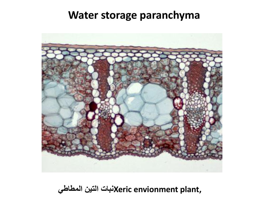 Water storage paranchyma Xeric envionment plant, نبات التين المطاطي