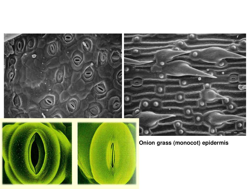 Scurf-pea (dicot) epidermis Onion grass (monocot) epidermis