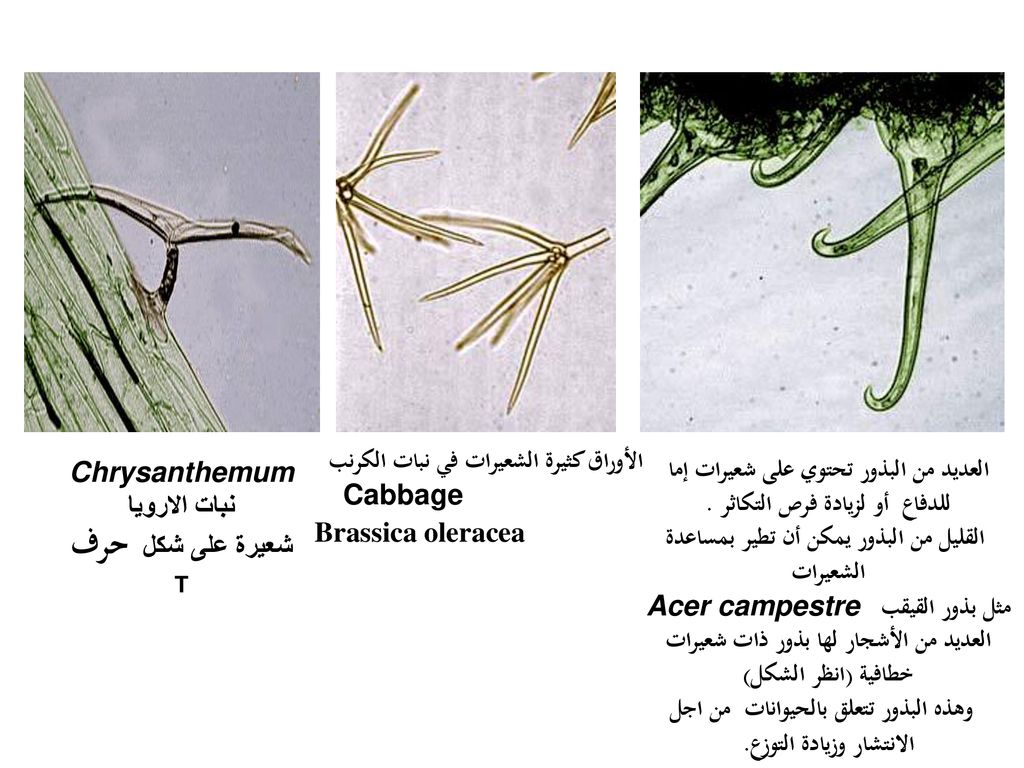 الأوراق كثيرة الشعيرات في نبات الكرنب Cabbage Brassica oleracea