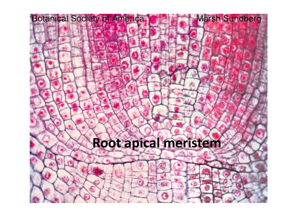 Root apical meristem