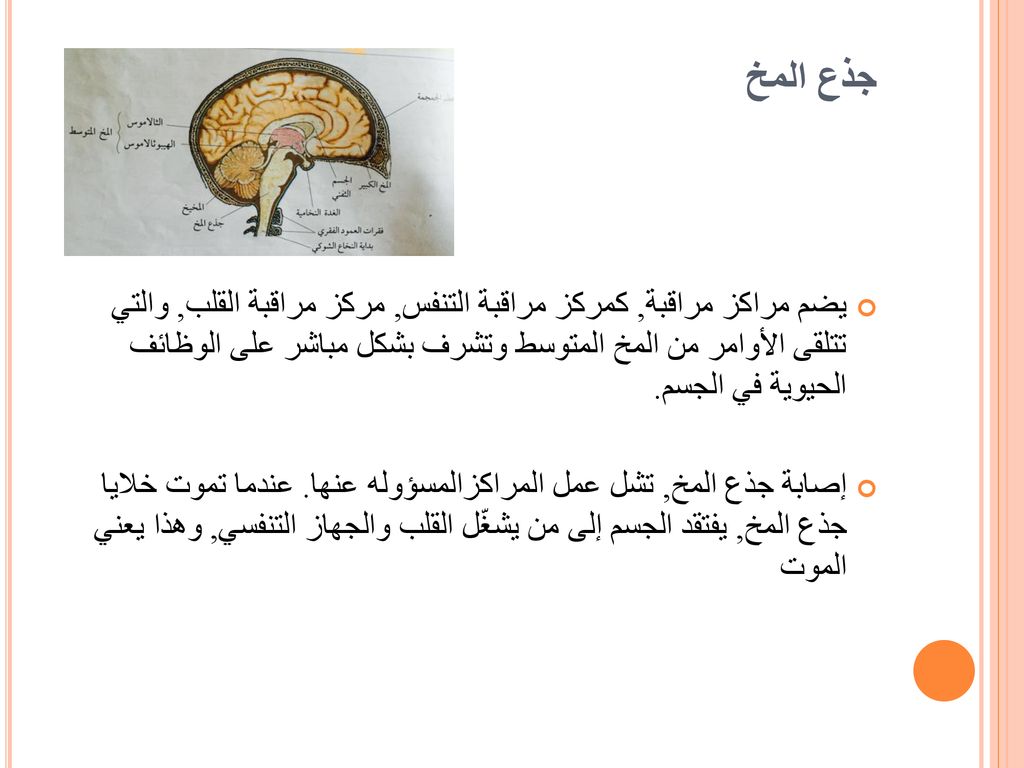 جذع المخ
