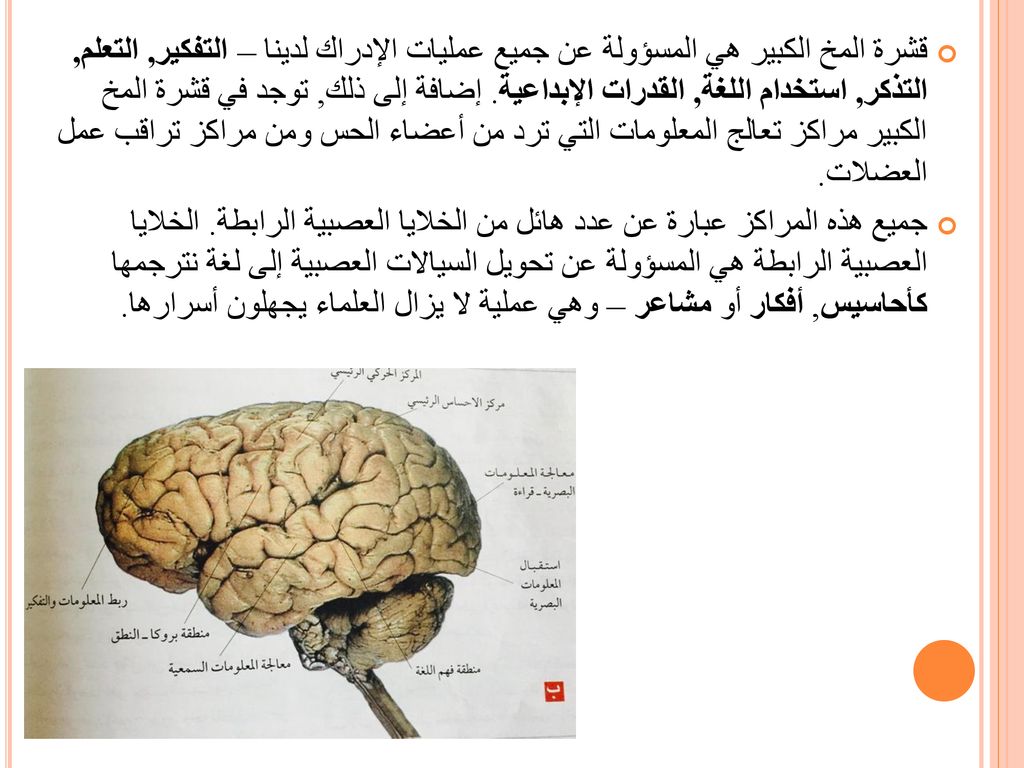 قشرة المخ الكبير هي المسؤولة عن جميع عمليات الإدراك لدينا – التفكير, التعلم, التذكر, استخدام اللغة, القدرات الإبداعية. إضافة إلى ذلك, توجد في قشرة المخ الكبير مراكز تعالج المعلومات التي ترد من أعضاء الحس ومن مراكز تراقب عمل العضلات.