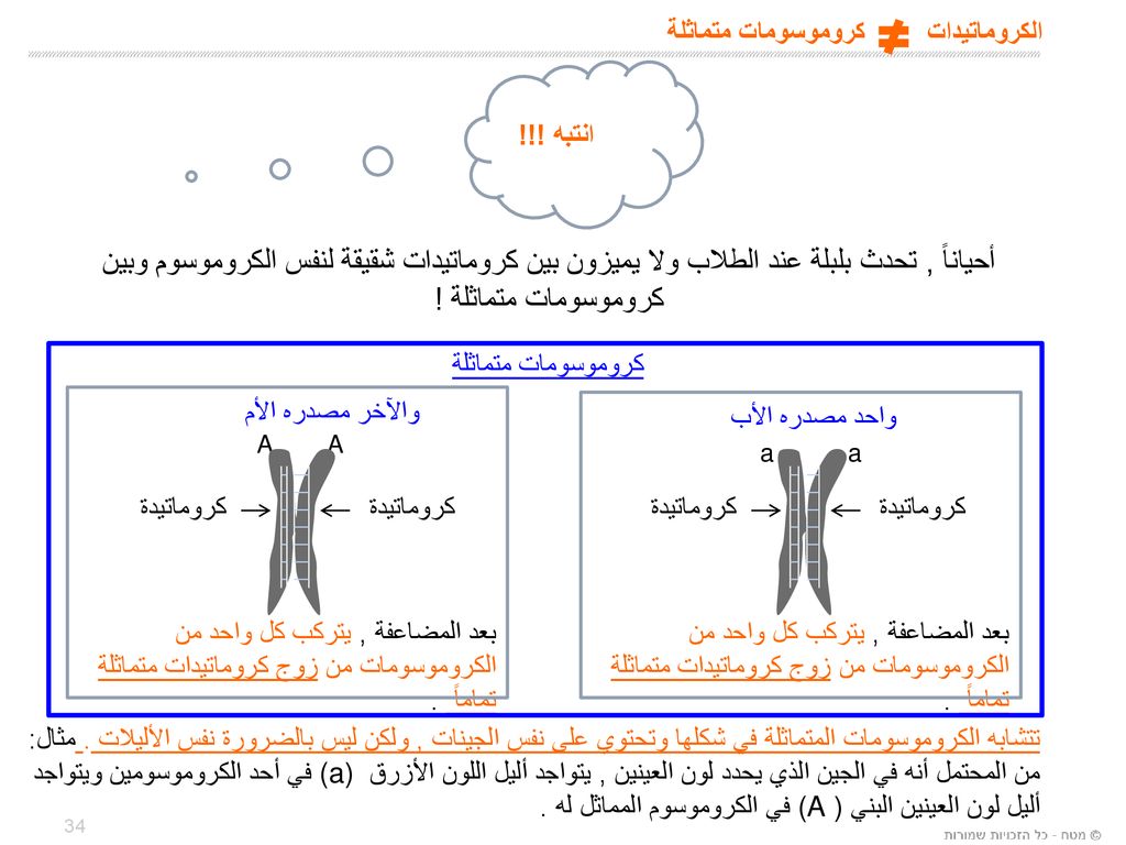 يحتوي الكروموسوم على المئات من الجينات