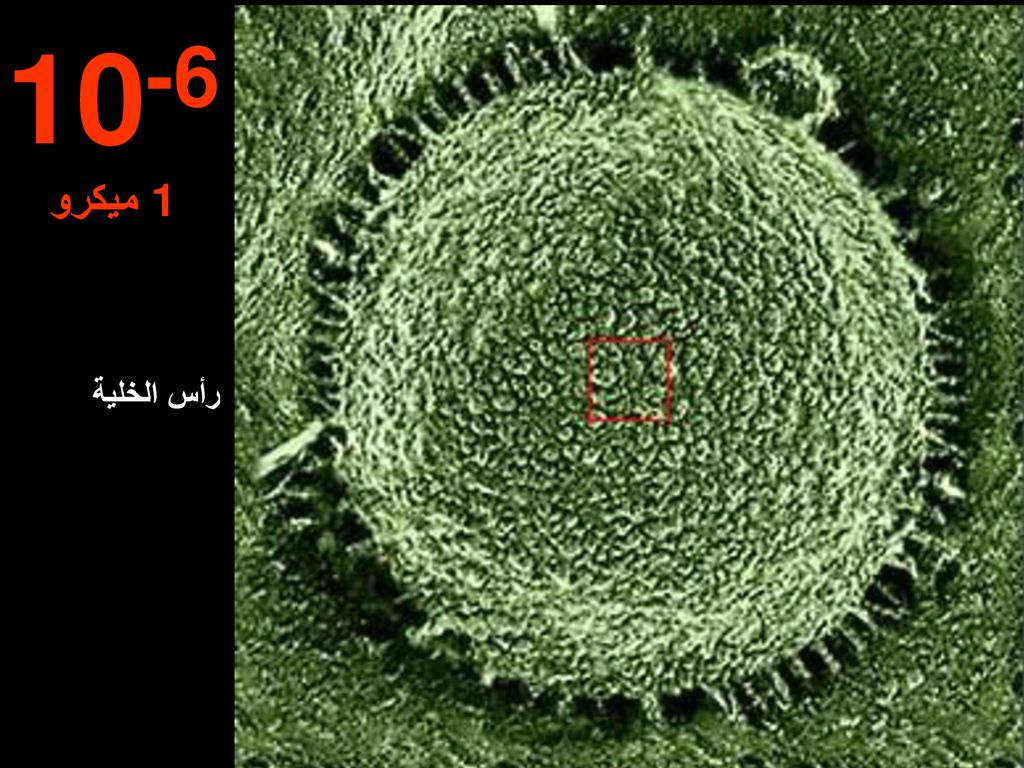 10-6 ميكرو1 رأس الخلية