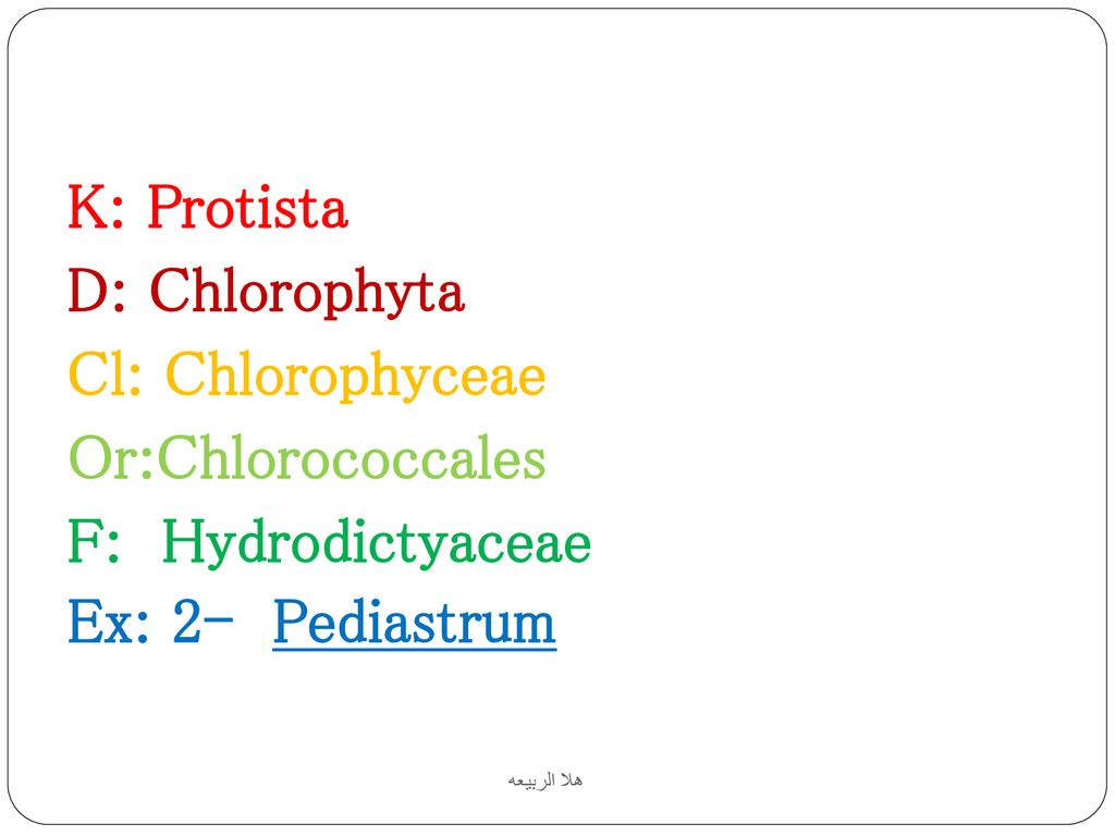 K: Protista D: Chlorophyta Cl: Chlorophyceae Or:Chlorococcales
