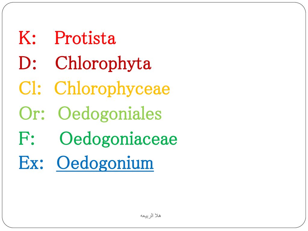 K: Protista D: Chlorophyta Cl: Chlorophyceae Or: Oedogoniales
