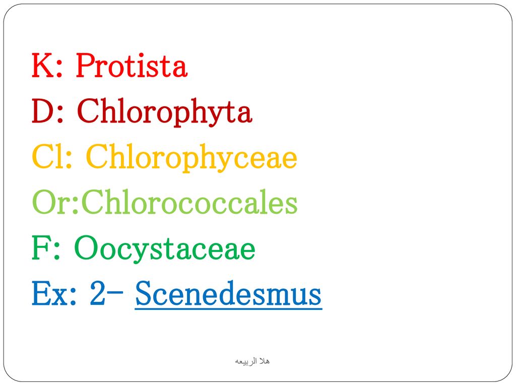 K: Protista D: Chlorophyta Cl: Chlorophyceae Or:Chlorococcales F: Oocystaceae Ex: 2- Scenedesmus