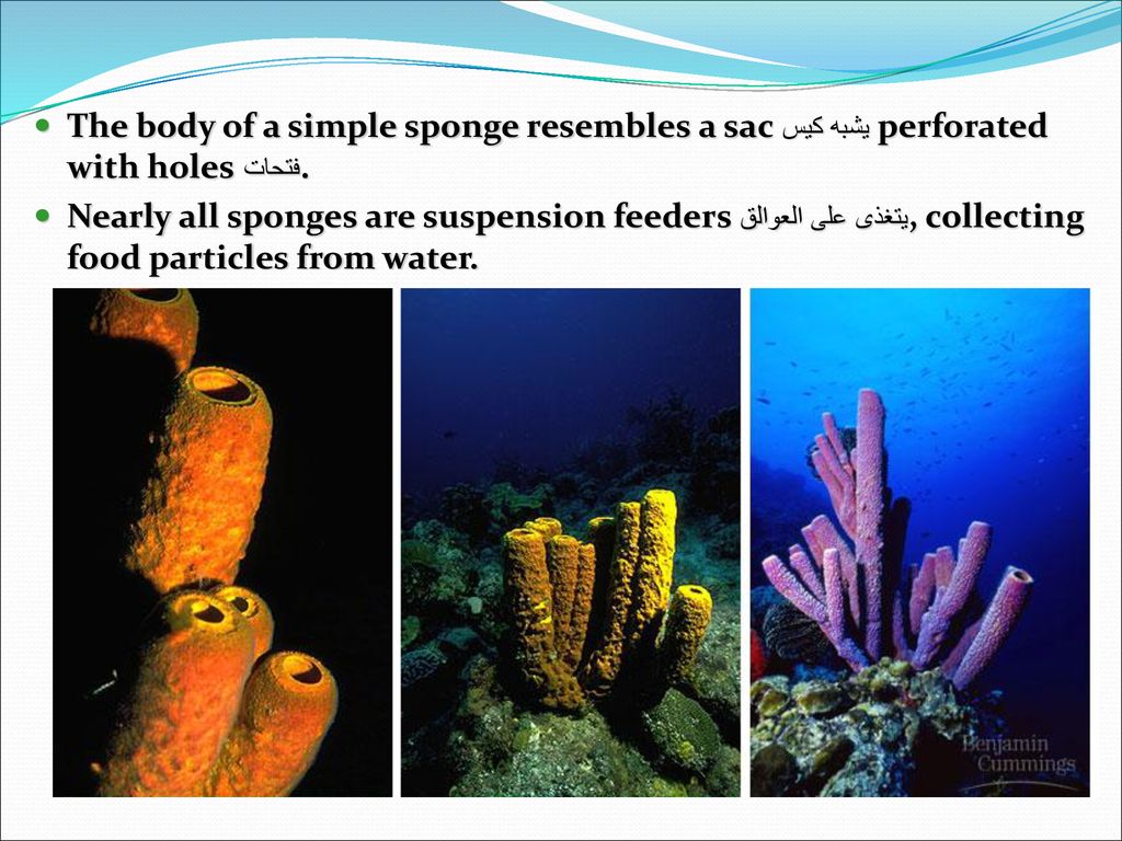 The body of a simple sponge resembles a sacيشبه كيس perforated with holesفتحات .