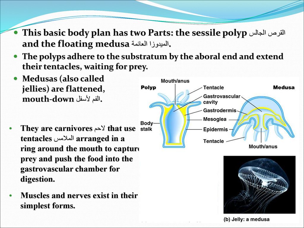 This basic body plan has two Parts: the sessile polypالقرص الجالس and the floating medusaالميدوزا العائمة .