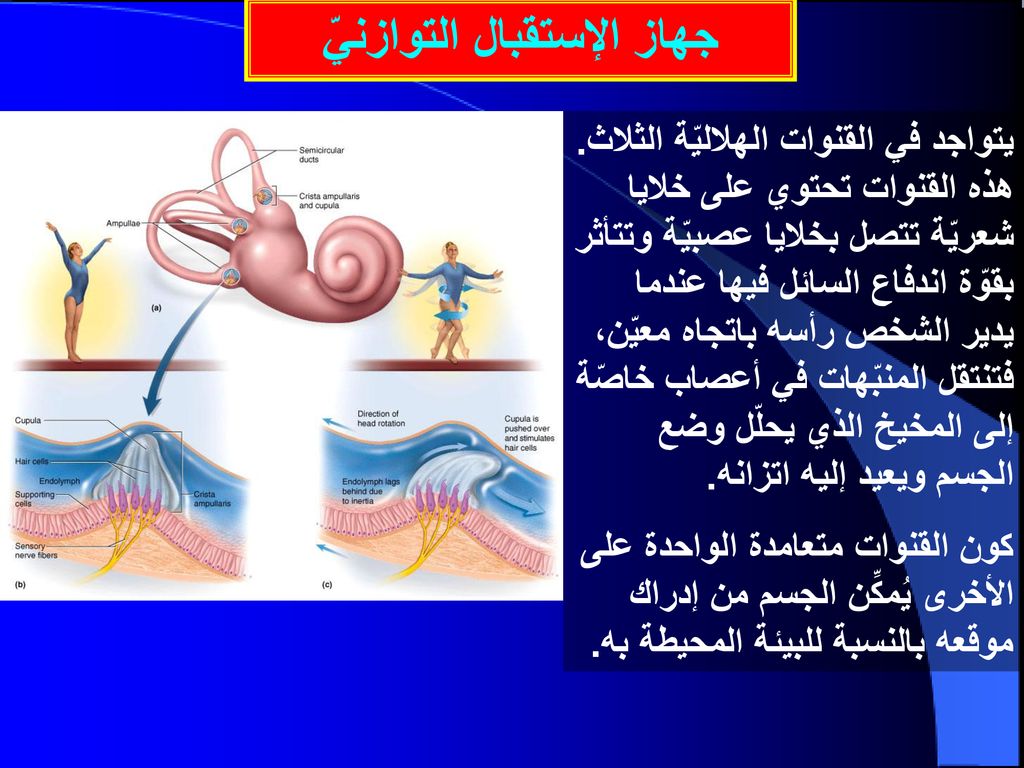 هي المركز الرئيسي للحاسب الذي تتصل به جميع الأجزاء الأخرى