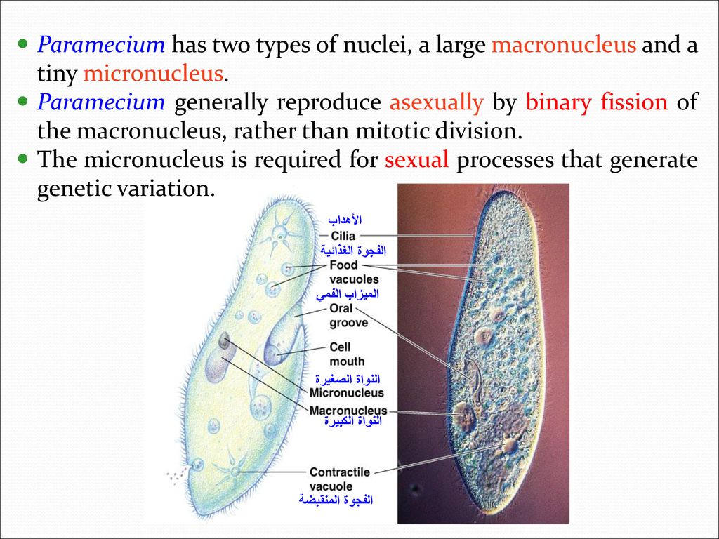 Paramecium has two types of nuclei, a large macronucleus and a tiny micronucleus.