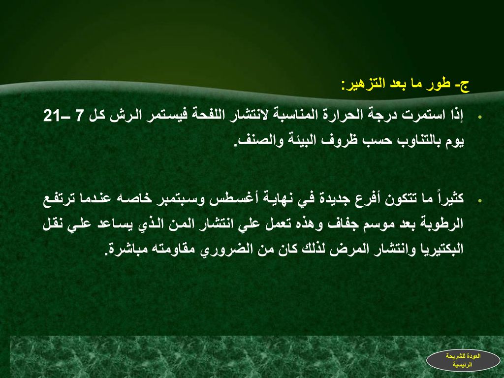 ج- طور ما بعد التزهير: إذا استمرت درجة الحرارة المناسبة لانتشار اللفحة فيستمر الرش كل 7 ــ21 يوم بالتناوب حسب ظروف البيئة والصنف.
