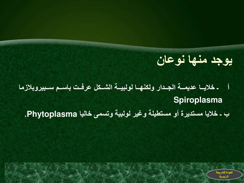 يوجد منها نوعان أ ـ خلايا عديمة الجدار ولكنها لولبية الشكل عرفت باسم سبيروبلازما Spiroplasma.