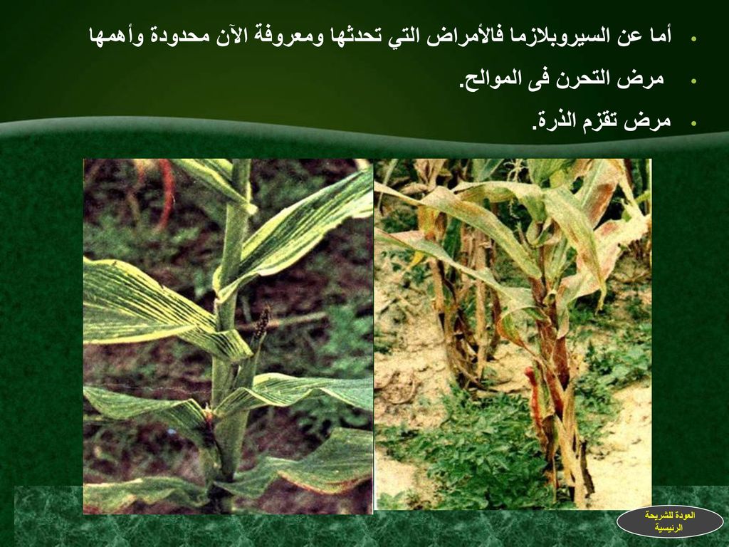 أما عن السيروبلازما فالأمراض التي تحدثها ومعروفة الآن محدودة وأهمها