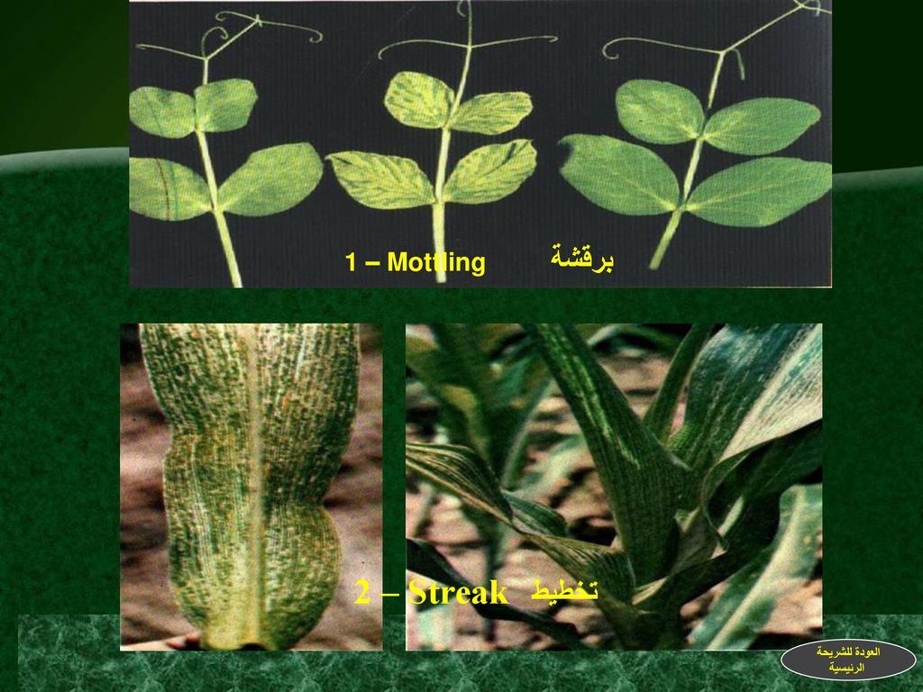 برقشة 1 – Mottling تخطيط 2 – Streak العودة للشريحة الرئيسية
