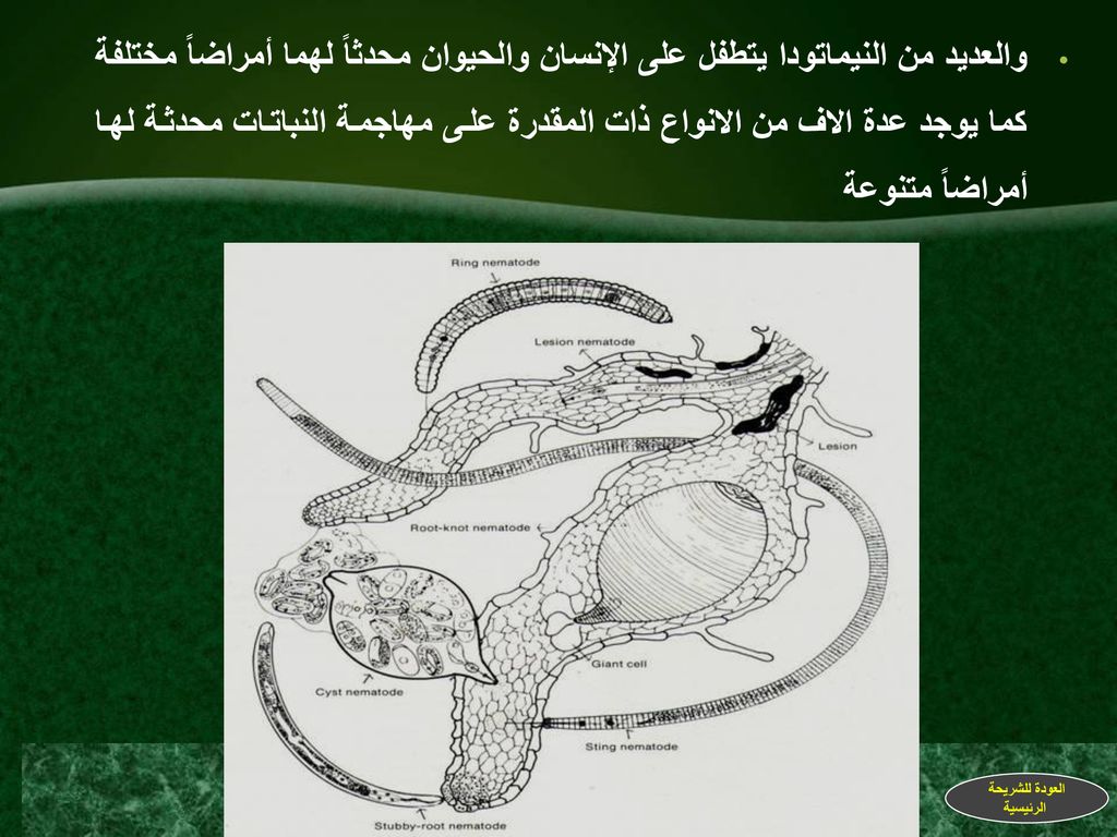 والعديد من النيماتودا يتطفل على الإنسان والحيوان محدثاً لهما أمراضاً مختلفة كما يوجد عدة الاف من الانواع ذات المقدرة على مهاجمة النباتات محدثة لها أمراضاً متنوعة