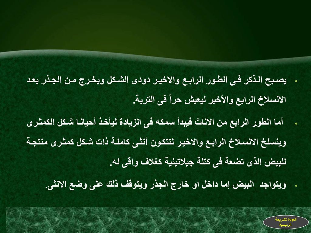 ويتواجد البيض إما داخل او خارج الجذر ويتوقف ذلك على وضع الانثى .