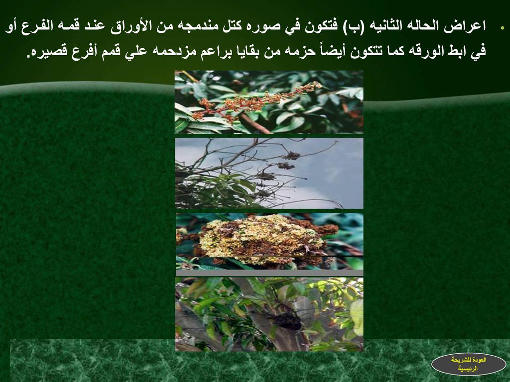 اعراض الحاله الثانيه (ب) فتكون في صوره كتل مندمجه من الأوراق عند قمه الفرع أو في ابط الورقه كما تتكون أيضاً حزمه من بقايا براعم مزدحمه علي قمم أفرع قصيره.