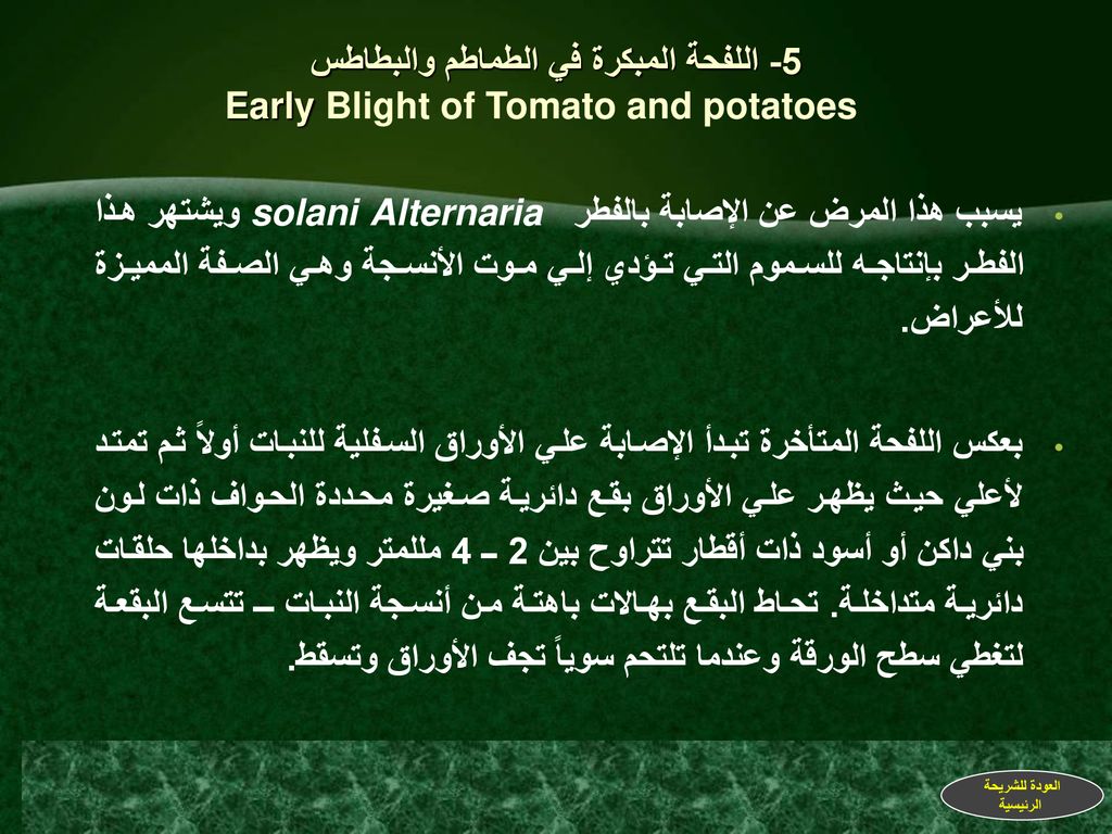 5- اللفحة المبكرة في الطماطم والبطاطس Early Blight of Tomato and potatoes