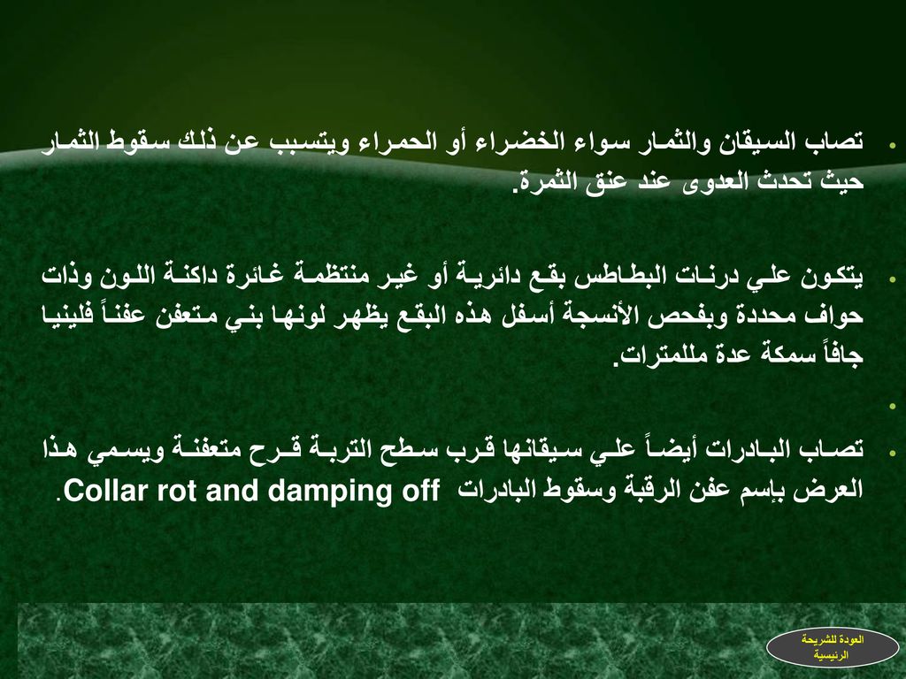 تصاب السيقان والثمار سواء الخضراء أو الحمراء ويتسبب عن ذلك سقوط الثمار حيث تحدث العدوى عند عنق الثمرة.