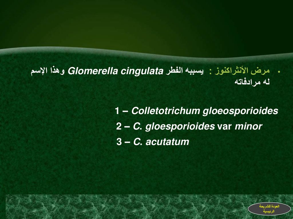 1 – Colletotrichum gloeosporioides 2 – C. gloesporioides var minor