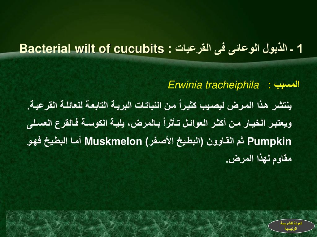 1 ـ الذبول الوعائى فى القرعيات : Bacterial wilt of cucubits